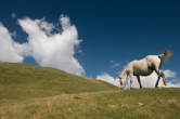 20120813_103955 Cavallo.jpg